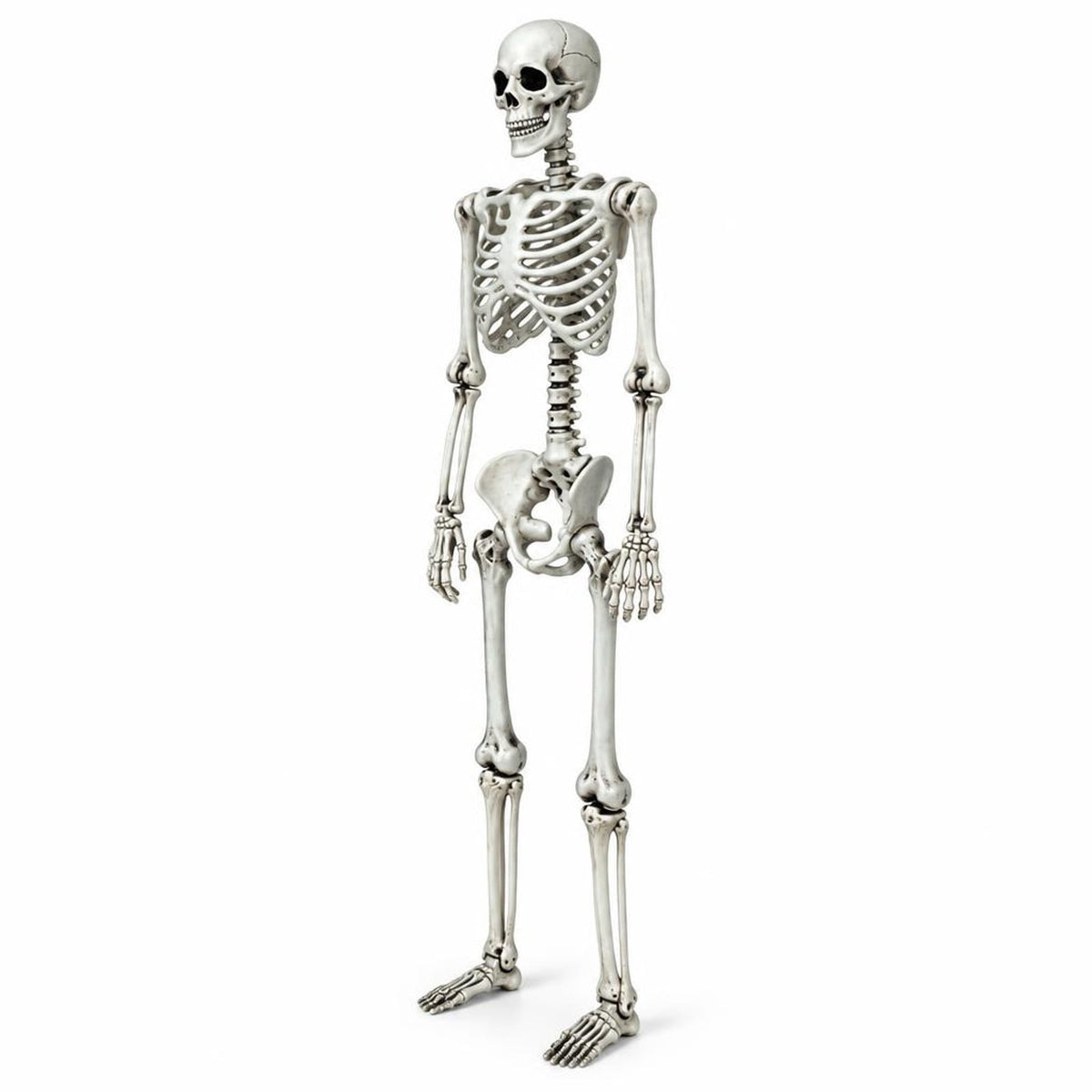 Airfind 5.4 Feet Halloween Skeleton Life Size Realistic Full Body Hanging, PP Height: 5.4FT Frame, White
